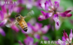 蜜蜂多少钱一箱，蜜蜂价格
