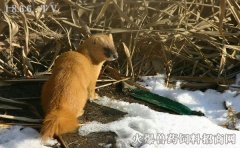 黄鼠狼能吃吗，黄鼠狼肉的营养价值