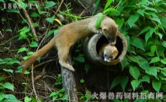 黄鼠狼价格，黄鼠狼多少钱一只