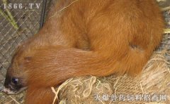 养鸡如何防黄鼠狼