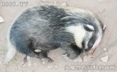 猪獾养殖技术