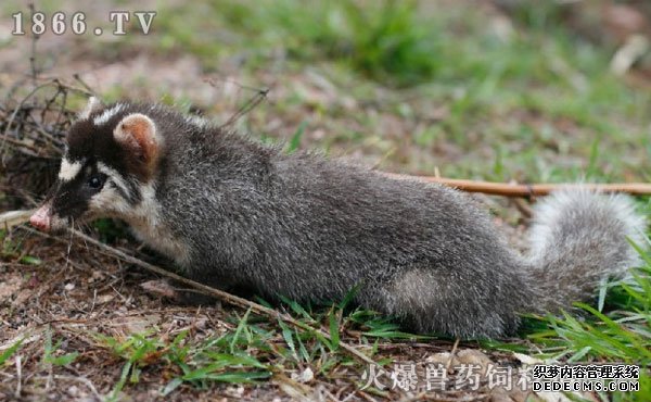猪獾吃什么