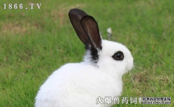 兔子怎么养殖，兔子养殖方法