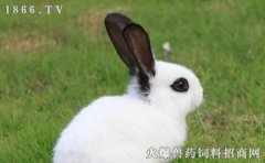 兔子怎么养殖，兔子养殖方法