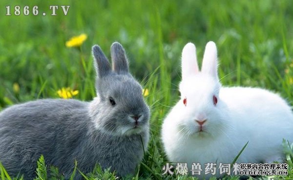     兔子养殖方法