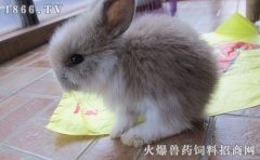 长毛兔品种，长毛兔什么品种好
