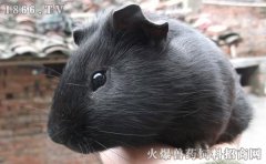 黑豚鼠价格，黑豚鼠多少钱一斤
