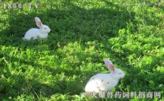 獭兔养殖周期