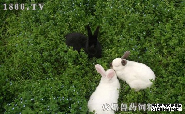     獭兔养殖周期