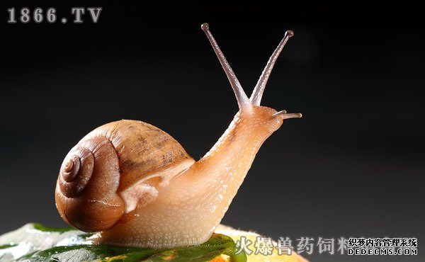 蜗牛养殖前景