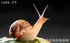 蜗牛养殖前景