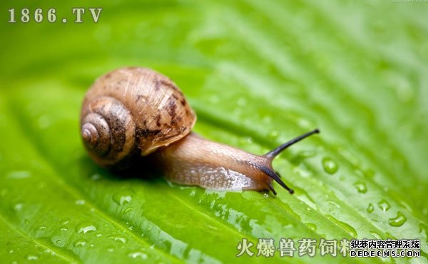 蜗牛养殖前景