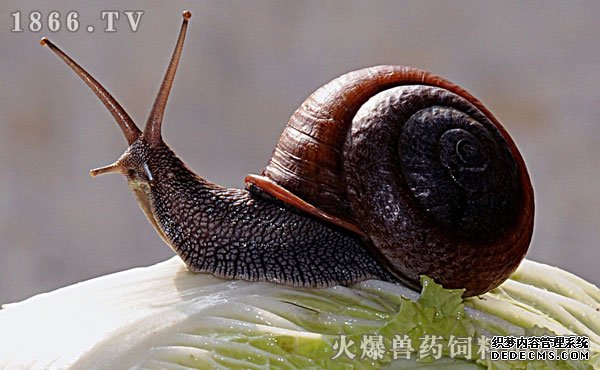 蜗牛养殖前景