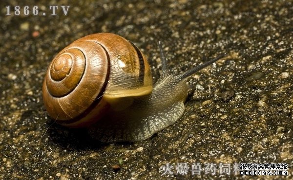 蜗牛吃什么