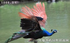孔雀养殖技术