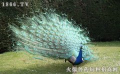 孔雀养殖投资多少，孔雀养殖利润