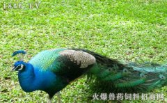 孔雀孵化技术