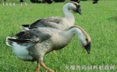 灰天鹅养殖技术