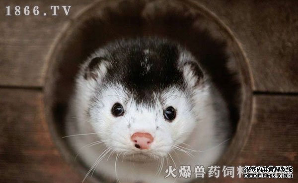     青根貂和水貂的区别