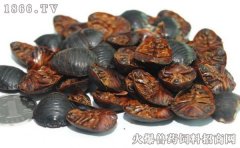 土元的功效与作用