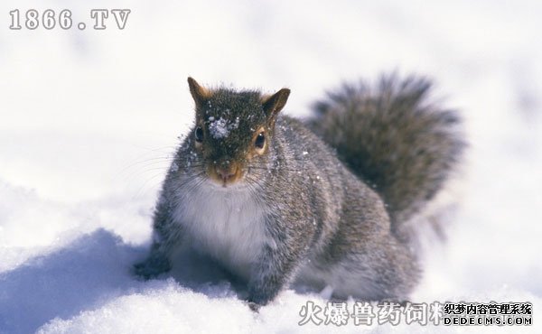 雪地松鼠
