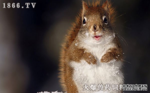     雪地松鼠