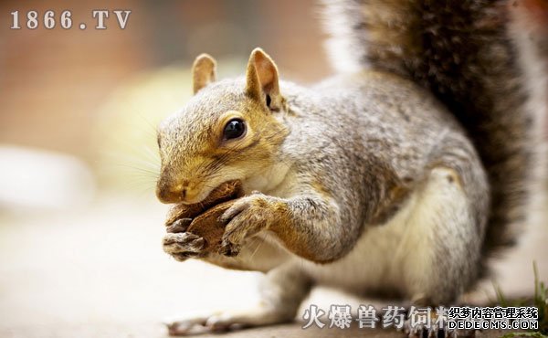     雪地松鼠生活习性