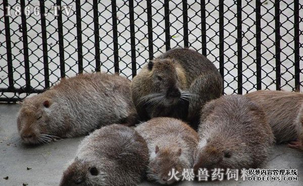     海狸鼠养殖前景怎么样