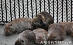 海狸鼠养殖赚钱吗，海狸鼠养殖前景怎么样