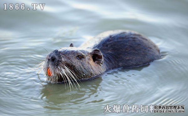     海狸鼠养殖赚钱吗