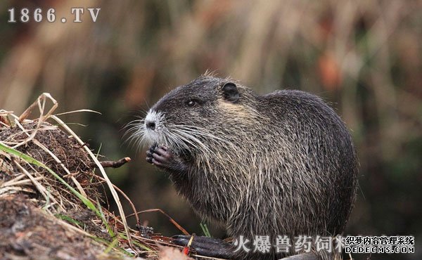     海狸鼠养殖前景怎么样