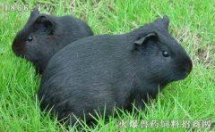 黑豚鼠养殖技术