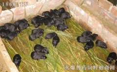 黑豚鼠好养吗，黑豚鼠吃什么
