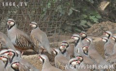 鹧鸪养殖周期