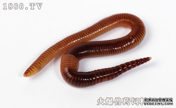 牛粪养殖蚯蚓技术