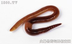 牛粪养殖蚯蚓技术