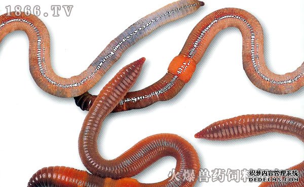 牛粪养殖蚯蚓技术