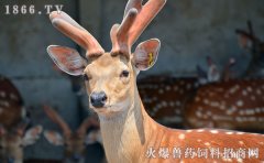 梅花鹿养殖周期