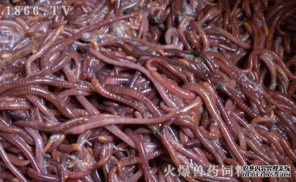 蚯蚓的生活环境