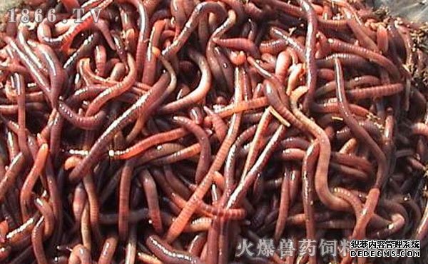 蚯蚓的生活环境