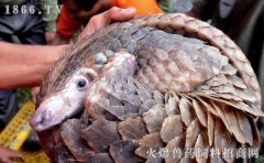 穿山甲养殖周期
