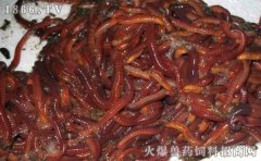蚯蚓价格，蚯蚓多少钱一斤