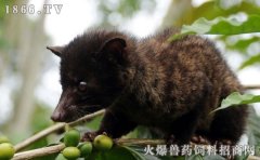 果子狸养殖周期