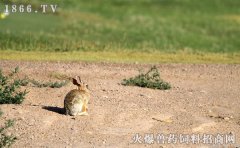 野兔的生活习性，野兔图片