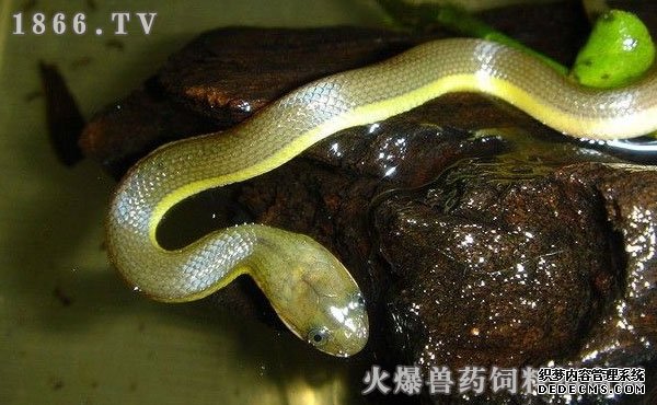     水蛇多少钱一斤