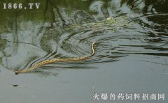 水蛇好养吗，水蛇的饲养方法