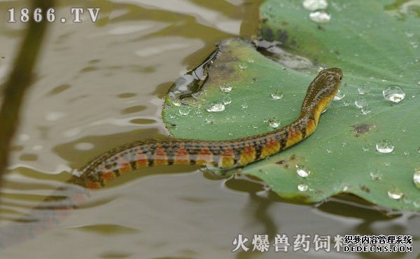     水蛇的饲养方法