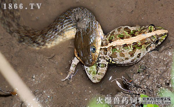     水蛇价值