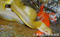 水蛇养殖成本，水蛇养殖利润