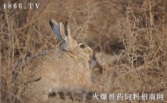 野兔养殖成本，野兔养殖利润